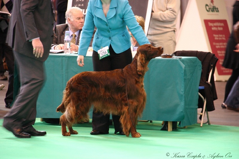 Crufts2011 419.jpg